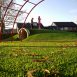 Royal Grass
