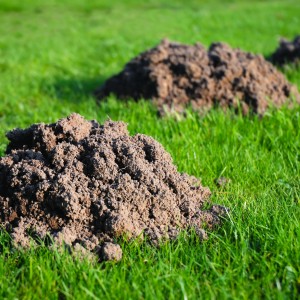 moles-molehills